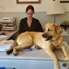 Lady sitting at a desk with a large dog sitting on the desk