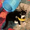 Cat with toy banana