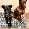Two dogs sitting on mat
