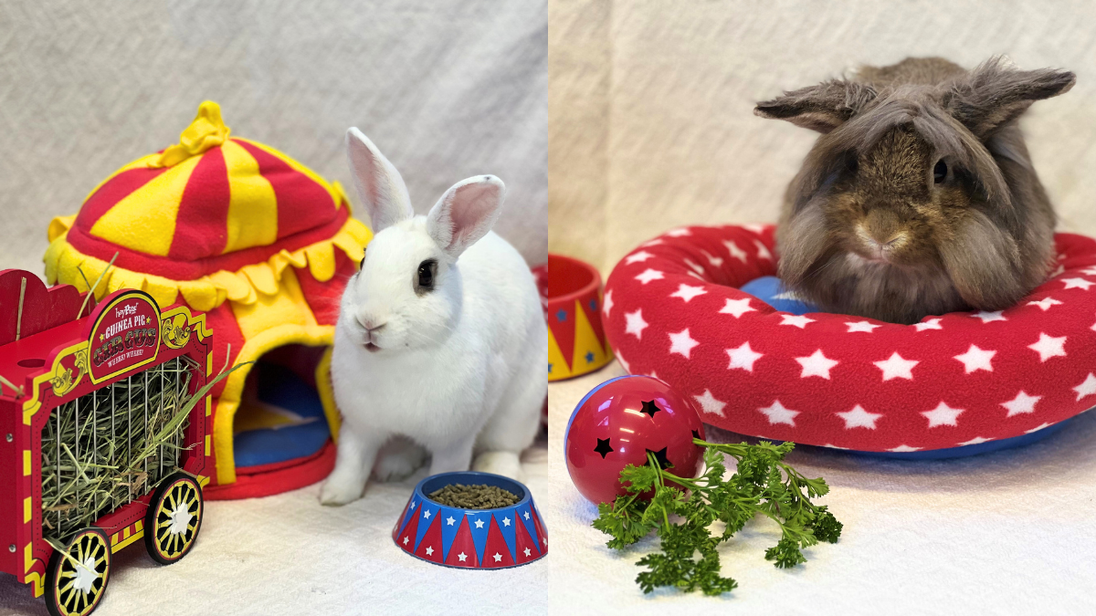bunnies with circus-themed toys