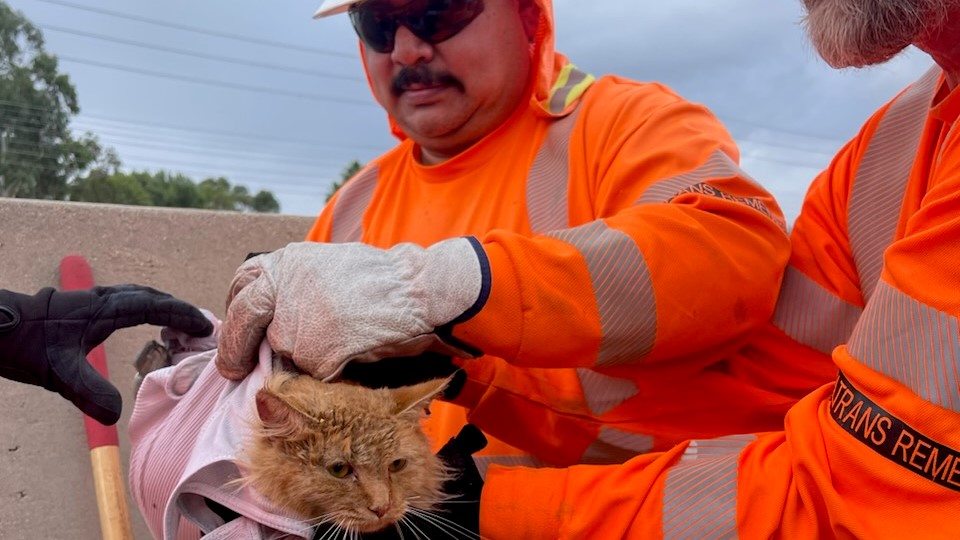 cat saved by caltrans