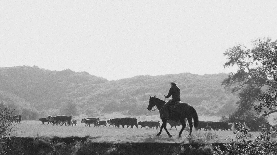 Man on horse herding cattle in early Mission Viejo area.